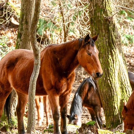 Centro Trekking A Cavallo Monte Brugiana Pensionat Massa  Eksteriør billede