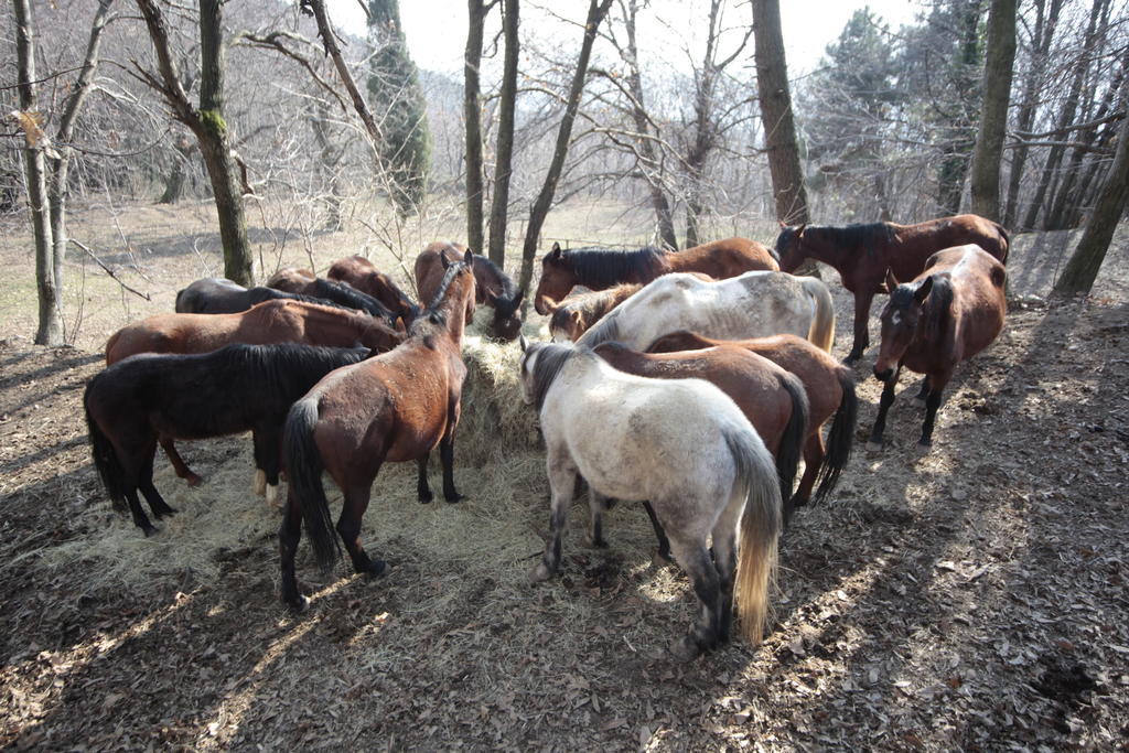 Centro Trekking A Cavallo Monte Brugiana Pensionat Massa  Eksteriør billede