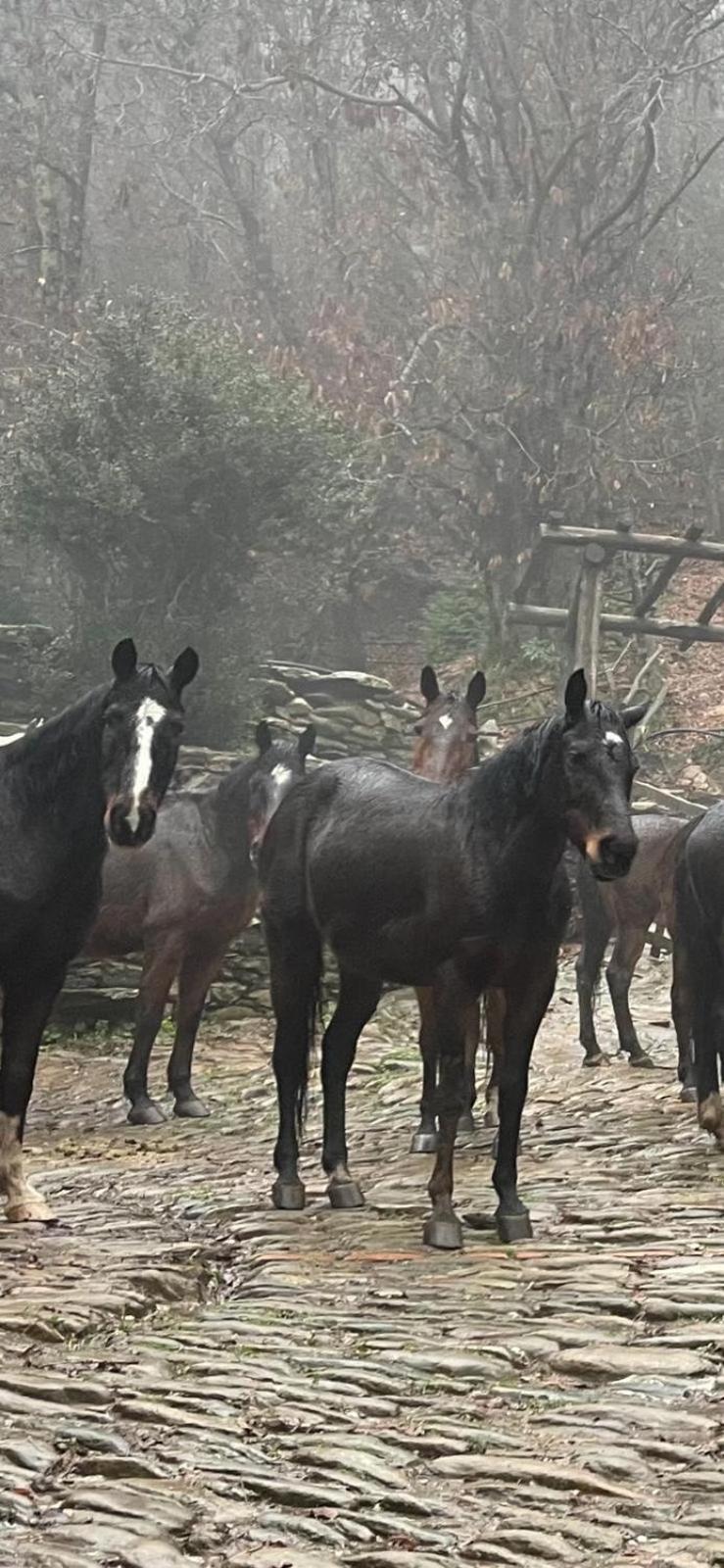 Centro Trekking A Cavallo Monte Brugiana Pensionat Massa  Eksteriør billede